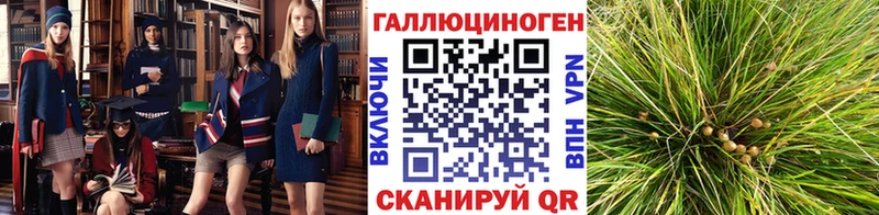 мега рабочий сайт Шарыпово Псилоцибиновые грибы Psilocybine cubensis купить наркотики сайты